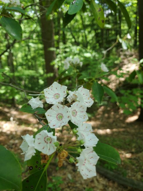 A cluster of white flowers with pink speckles, surrounded by green leaves in a lush forest setting.