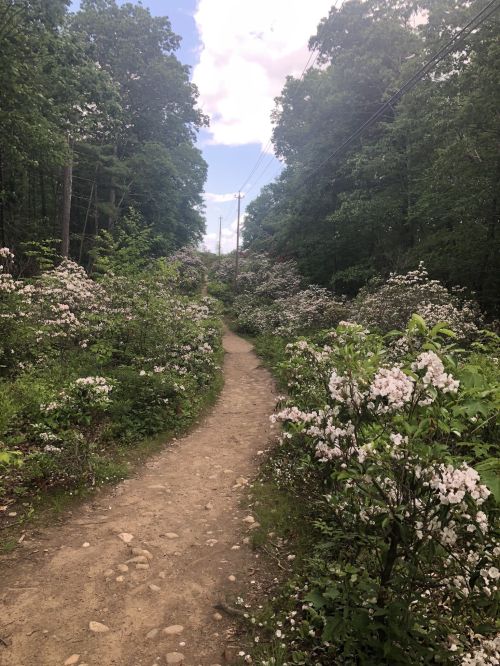 A winding dirt path surrounded by blooming flowers and lush greenery under a partly cloudy sky.