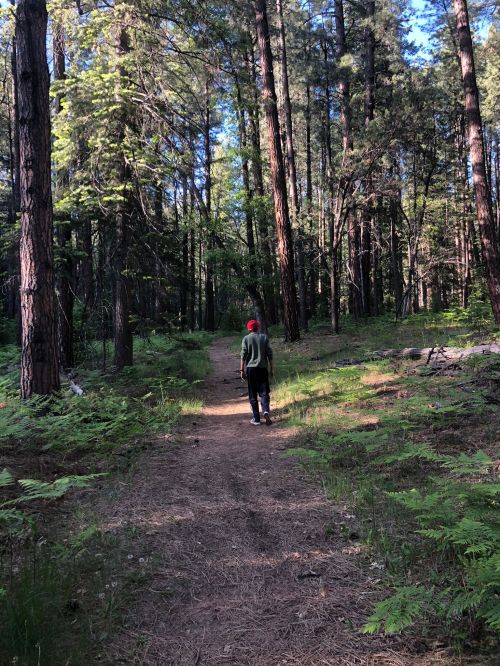 A person walks along a forest path surrounded by tall trees and lush greenery.