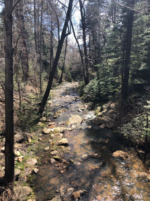 A serene forest scene featuring a winding creek surrounded by trees and rocks under a clear blue sky.
