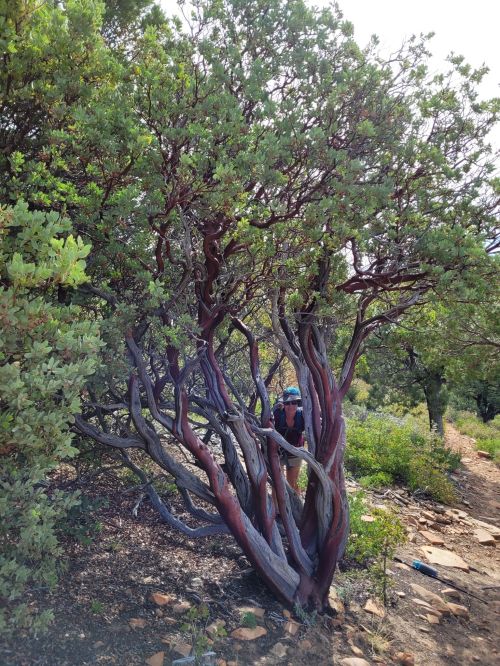A person partially hidden behind a twisted tree with reddish bark, surrounded by green foliage on a hiking trail.