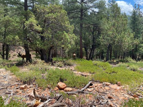 A forest scene with tall trees, green shrubs, and rocky ground, featuring two elk in the background.