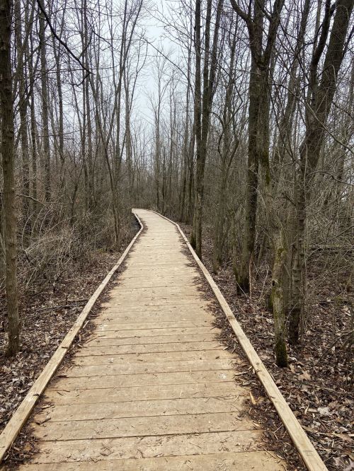 A wooden path winding through a sparse forest with bare trees on either side under a cloudy sky.