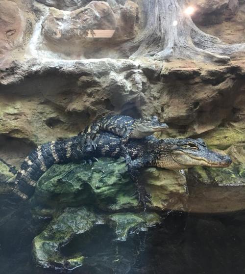 A crocodile resting on a rock in a water enclosure, with another smaller crocodile on its back.