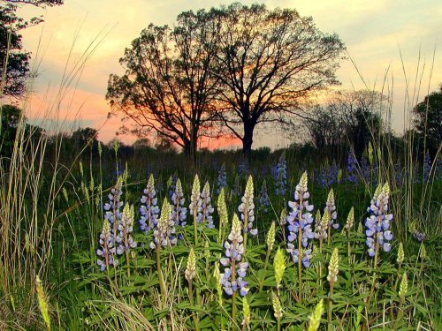 A field of blue lupines in bloom with a sunset backdrop and silhouetted trees in the distance.