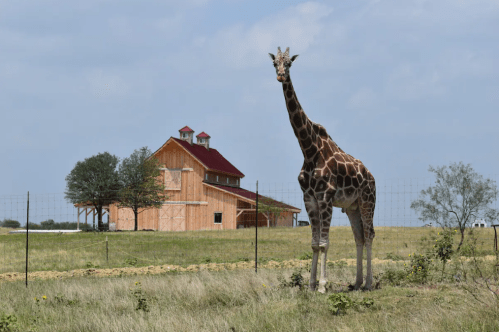 A giraffe stands in a grassy field near a wooden barn with a red roof under a blue sky.