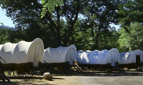 A row of covered wagons under trees, showcasing a historical setting with natural surroundings.
