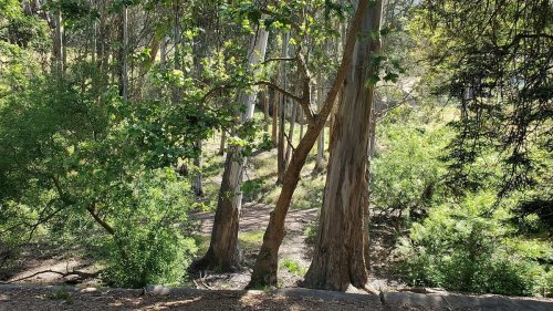 A serene forest scene with tall trees and lush greenery, sunlight filtering through the leaves.