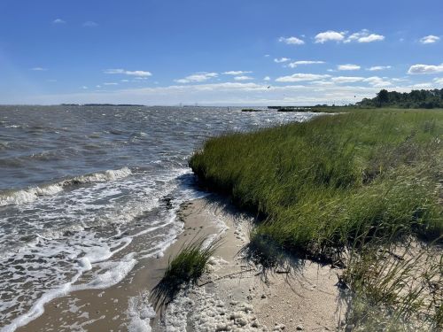 A serene shoreline with tall grass, gentle waves, and a clear blue sky dotted with clouds.