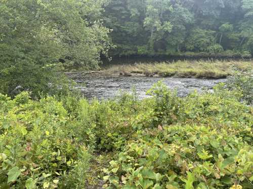 A serene river scene surrounded by lush greenery and trees, with gentle water flowing through the landscape.