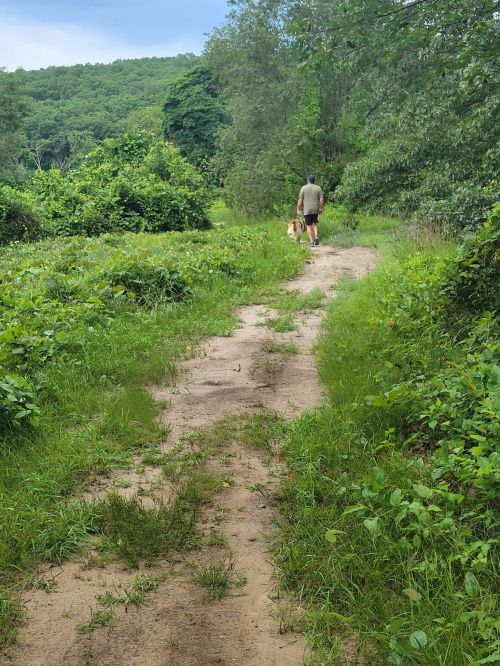 A person walks a dog along a sandy path surrounded by lush greenery and trees.