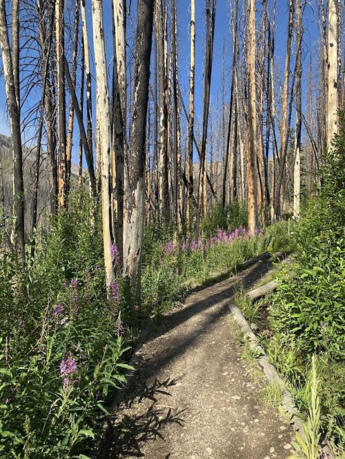A winding path through a forest of tall, charred trees, surrounded by vibrant green plants and purple flowers.