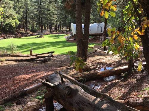 A serene forest scene with green grass, a white covered wagon, and scattered logs among trees and a small stream.