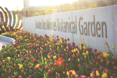 Colorful tulips bloom in front of a sign for the Greater Des Moines Botanical Garden, illuminated by sunlight.