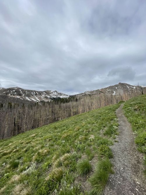 A winding path through a grassy area, with mountains and cloudy skies in the background. Snow is visible on the peaks.