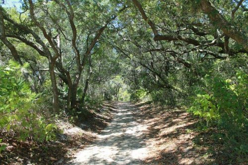 A dirt path winding through a lush, green forest with trees arching overhead. Sunlight filters through the leaves.