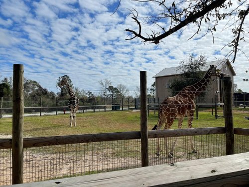 Two giraffes stand in a grassy enclosure under a partly cloudy sky, with a building in the background.