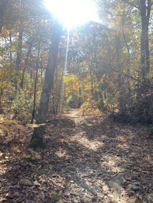 A sunlit forest path surrounded by autumn foliage and fallen leaves.