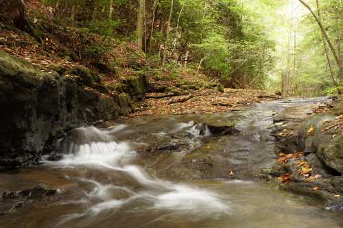 A serene stream flows through a lush forest, surrounded by rocks and fallen leaves, with sunlight filtering through the trees.