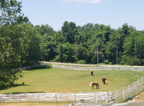 Two horses graze in a green pasture surrounded by white fencing and trees under a clear blue sky.
