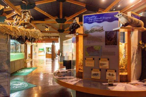 Interior of a nature museum featuring exhibits on local wildlife, with displays and taxidermy animals.