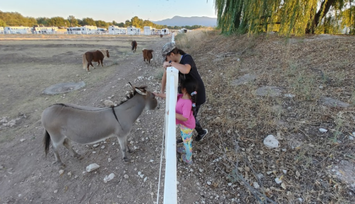 A child and an adult lean over a fence, interacting with a donkey in a rural setting with grazing cows in the background.