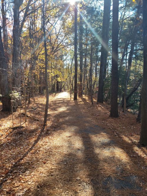 A sunlit path through a forest with tall trees and fallen leaves, creating a serene autumn atmosphere.