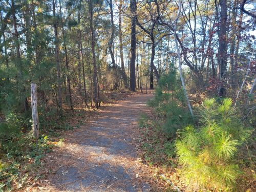 A narrow path winding through a wooded area with trees and scattered leaves on the ground.