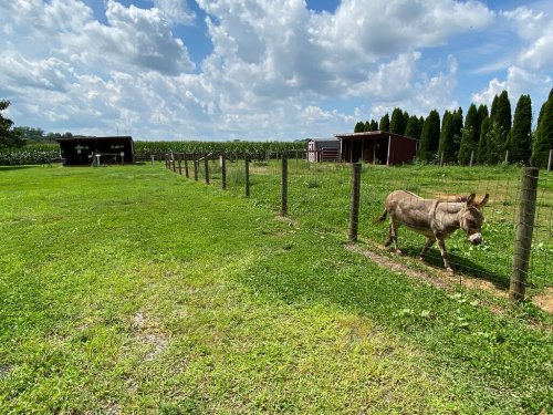 A donkey walks along a fenced pasture with green grass, trees, and a barn under a cloudy sky.