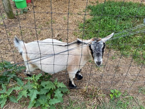 A small goat stands near a fence, surrounded by grass and plants, looking curiously at the camera.