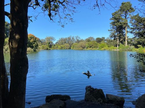 A serene lake surrounded by trees and greenery under a clear blue sky. A single log floats on the water's surface.