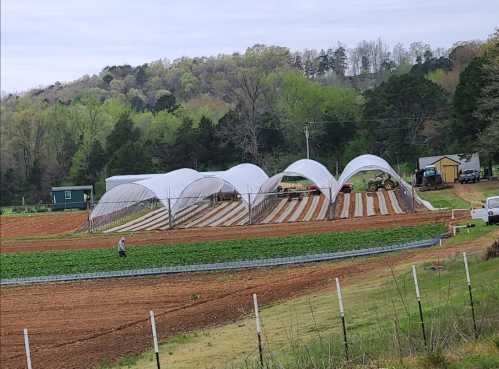 A farm landscape featuring large white crop covers, rows of plants, and a tractor in the background under a cloudy sky.