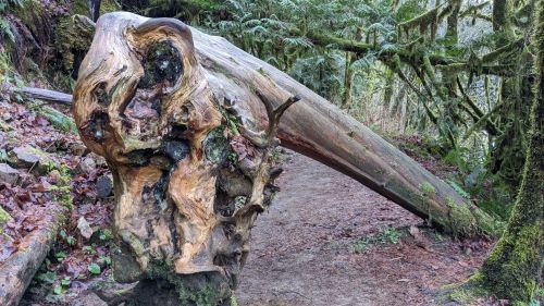 A large, gnarled tree stump with intricate textures, surrounded by lush greenery on a forest path.