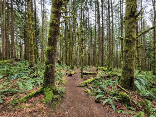 A serene forest path surrounded by tall trees and lush green ferns, with moss-covered trunks and a tranquil atmosphere.