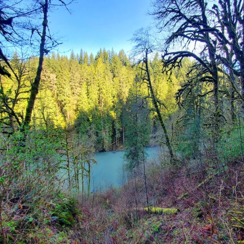 A serene view of a river surrounded by lush green trees and a clear blue sky, with a forested hillside in the background.
