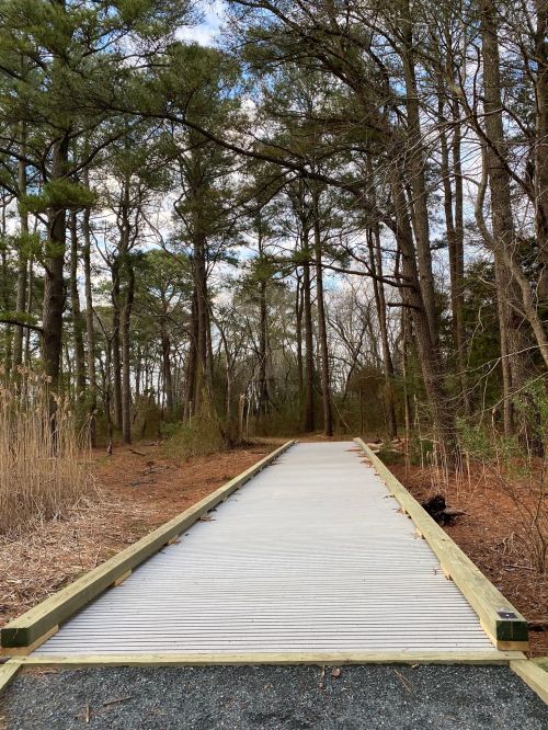 A wooden boardwalk leads through a forested area with tall trees and sparse underbrush.