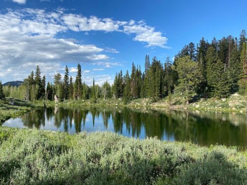 A serene lake surrounded by lush greenery and tall trees under a blue sky with scattered clouds.