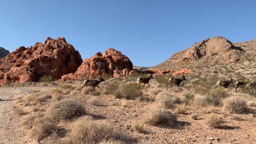 A group of bighorn sheep running across a desert landscape with red rock formations in the background.