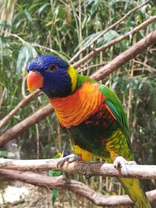 A colorful parrot with blue, green, and orange feathers perched on a branch in a lush, green environment.