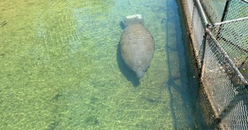 A manatee swimming at Homosassa Springs Wildlife State Park in Florida