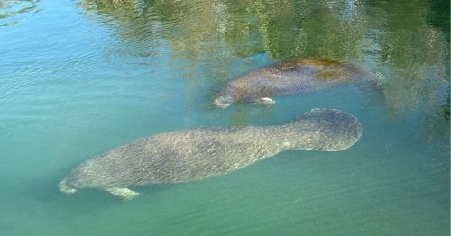 Manatees swimming at Homosassa Springs Wildlife State Park in Florida