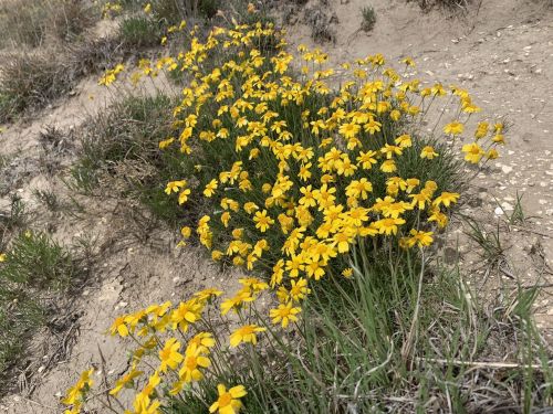 A cluster of bright yellow wildflowers growing on dry, sandy soil with sparse green grass around them.