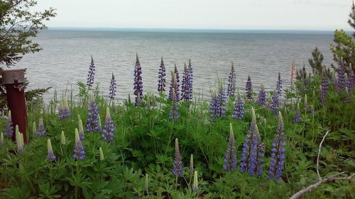 Lush green plants with tall purple flowers by a calm lake under a cloudy sky.