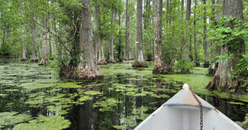 A canoe glides through a lush, green swamp filled with trees and floating vegetation.