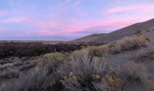 A serene desert landscape at dusk, featuring soft pink skies and sparse vegetation on sandy hills.