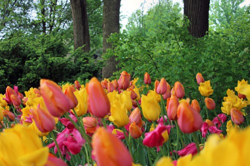A vibrant field of pink and yellow tulips in bloom, surrounded by lush greenery and trees in the background.