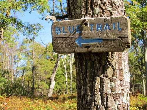 Wooden sign on a tree pointing left, labeled "Blue Trail," surrounded by trees and foliage in a sunny forest.