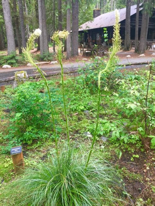 A tall grass-like plant with feathery white flowers, surrounded by greenery in a forested area near a cabin.