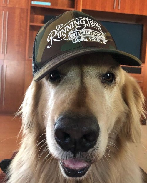 A golden retriever wearing a camo cap with "Running Iron Restaurant & Bar" logo, looking playfully at the camera.