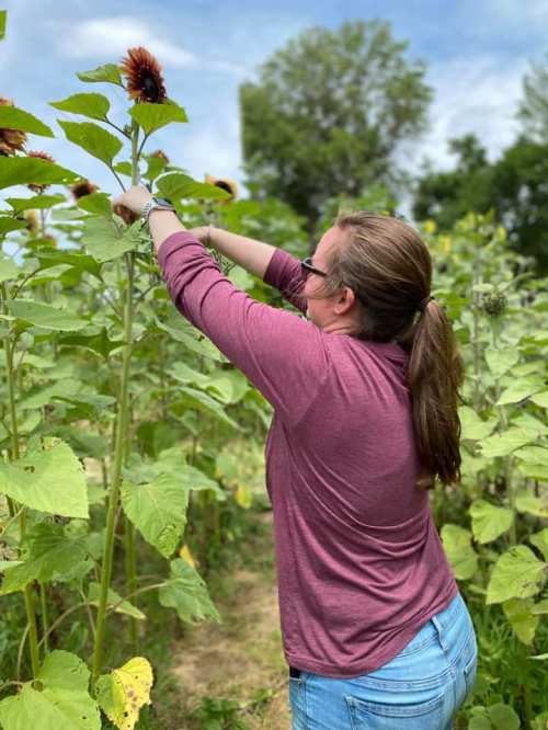 A person in a maroon shirt picks sunflowers in a field surrounded by tall green plants under a blue sky.